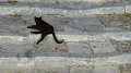 Syros cat 2